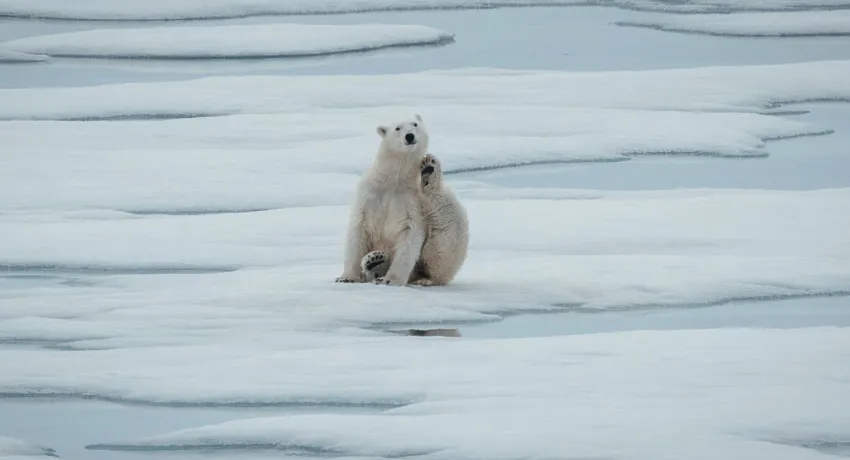 Архипелаг Шпицберген, В царстве белого медведя