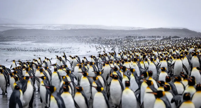Фолклендские о-ва и Южная Георгия, Аудиенция у королевских пингвинов