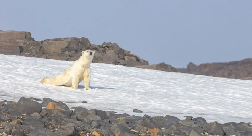 Шпицберген и остров Белый, По следам белых медведей